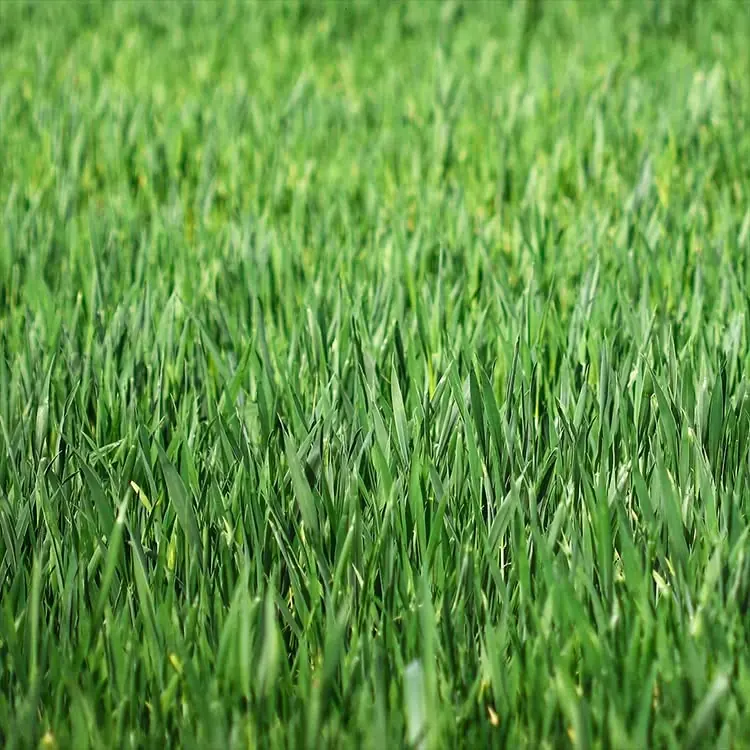 Sık ve dik duran canlı yeşil çim yapraklarının yakından çekilmiş, üst kısmı yumuşak odaklı görüntüsü